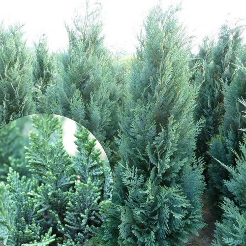 Chamaecyparis lawsoniana 'Alumii' - Kalifornia ebaküpress 'Alumii' C2/2L